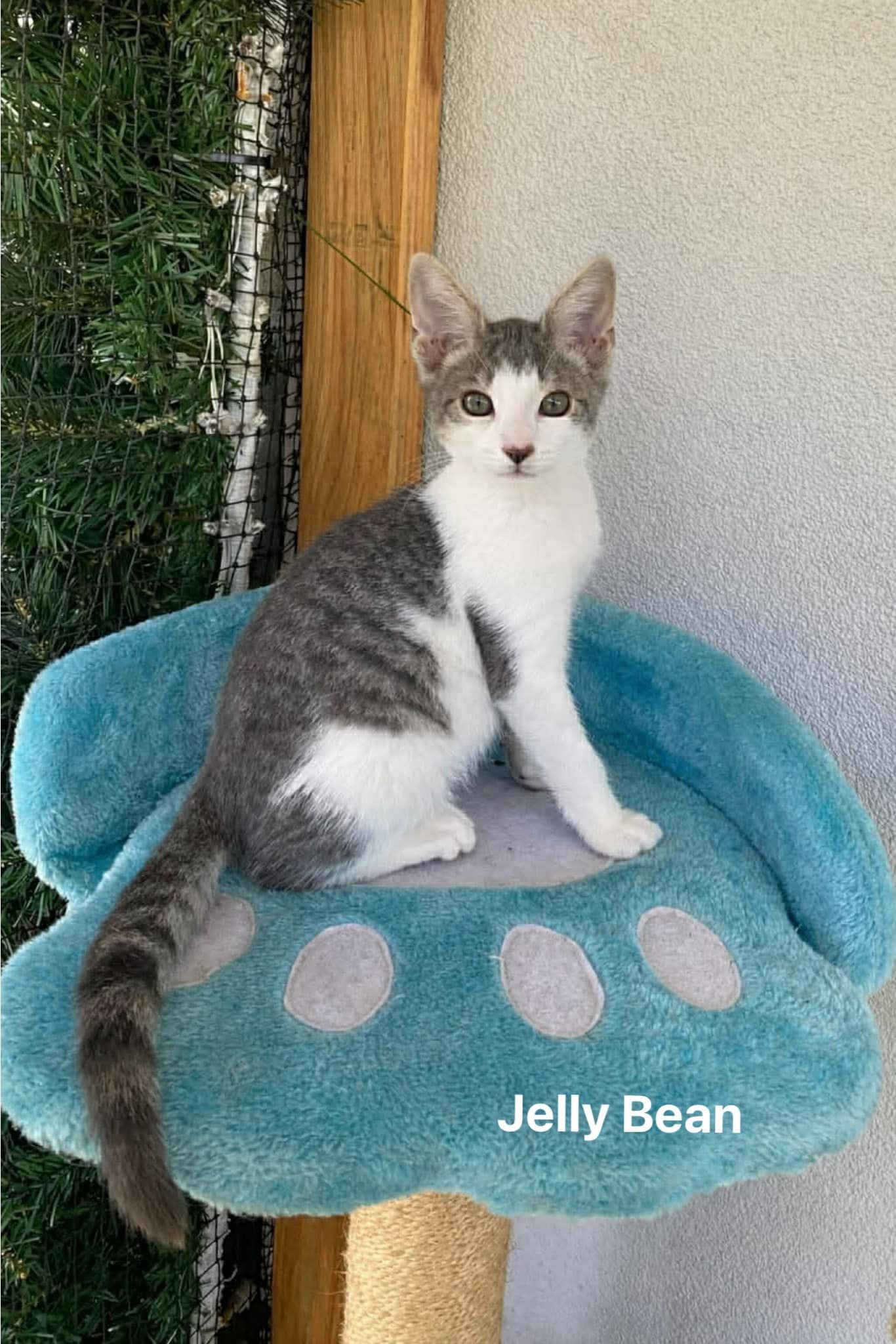 Jelly Bean Jelly Bean